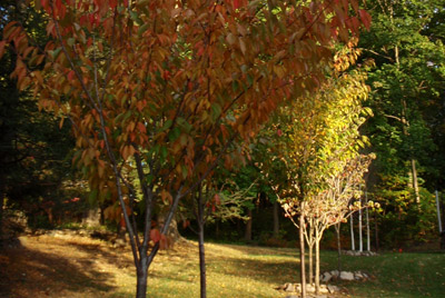 The Yard